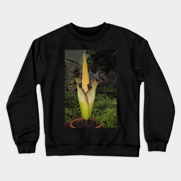 Corpse Lily Closing Crewneck Sweatshirt by Carole-Anne